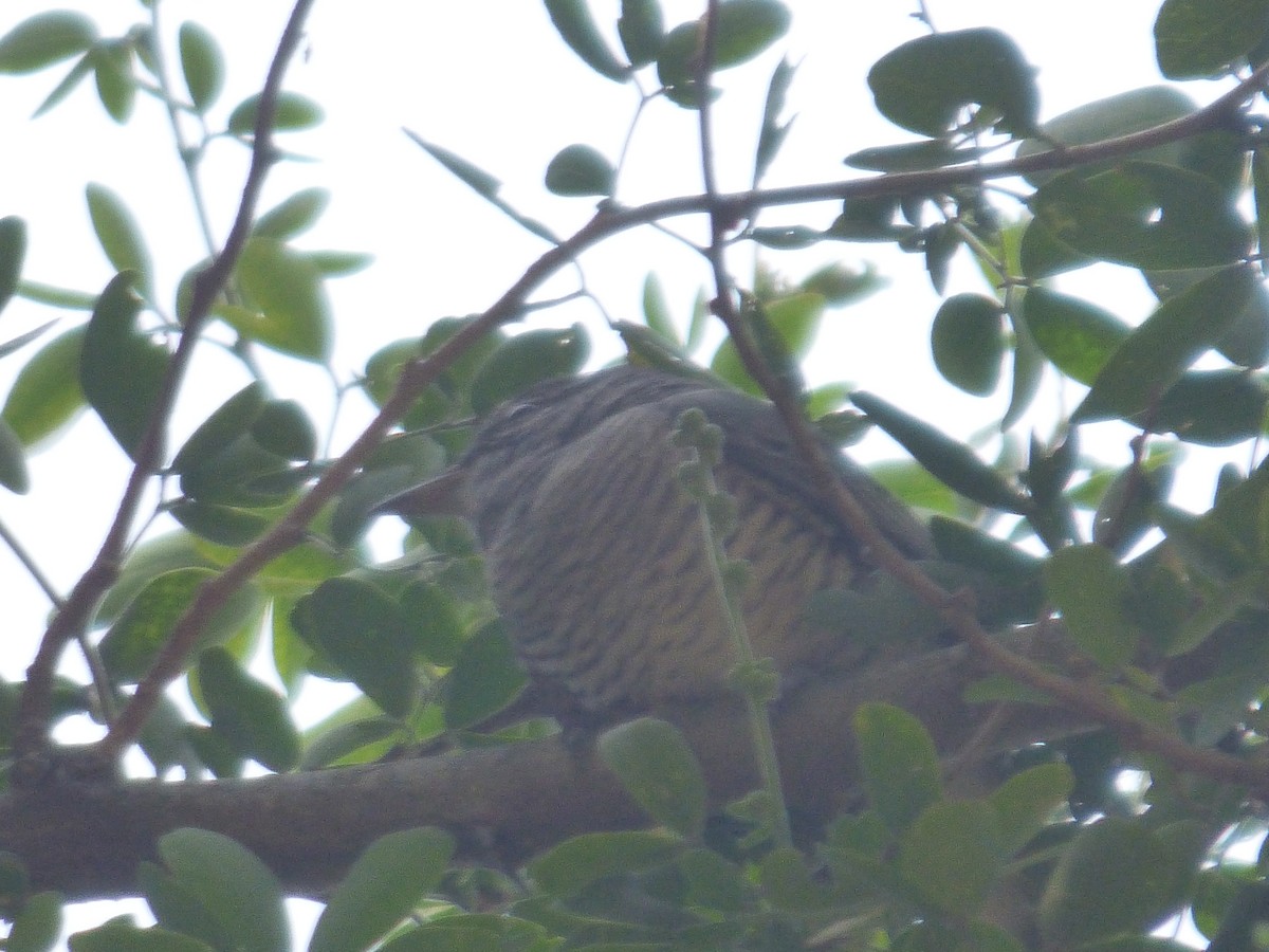 Black-headed Cuckooshrike - ML620218872