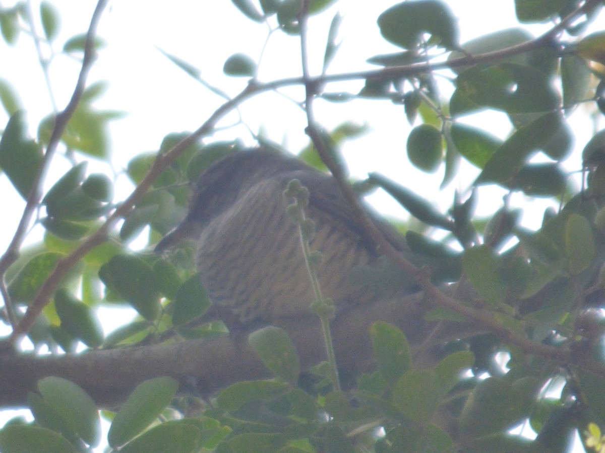 Black-headed Cuckooshrike - ML620218873