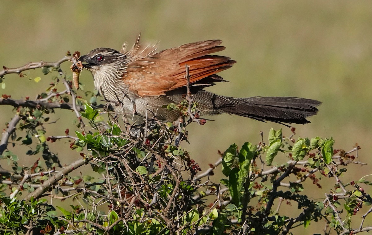 Coucal à sourcils blancs - ML620218874