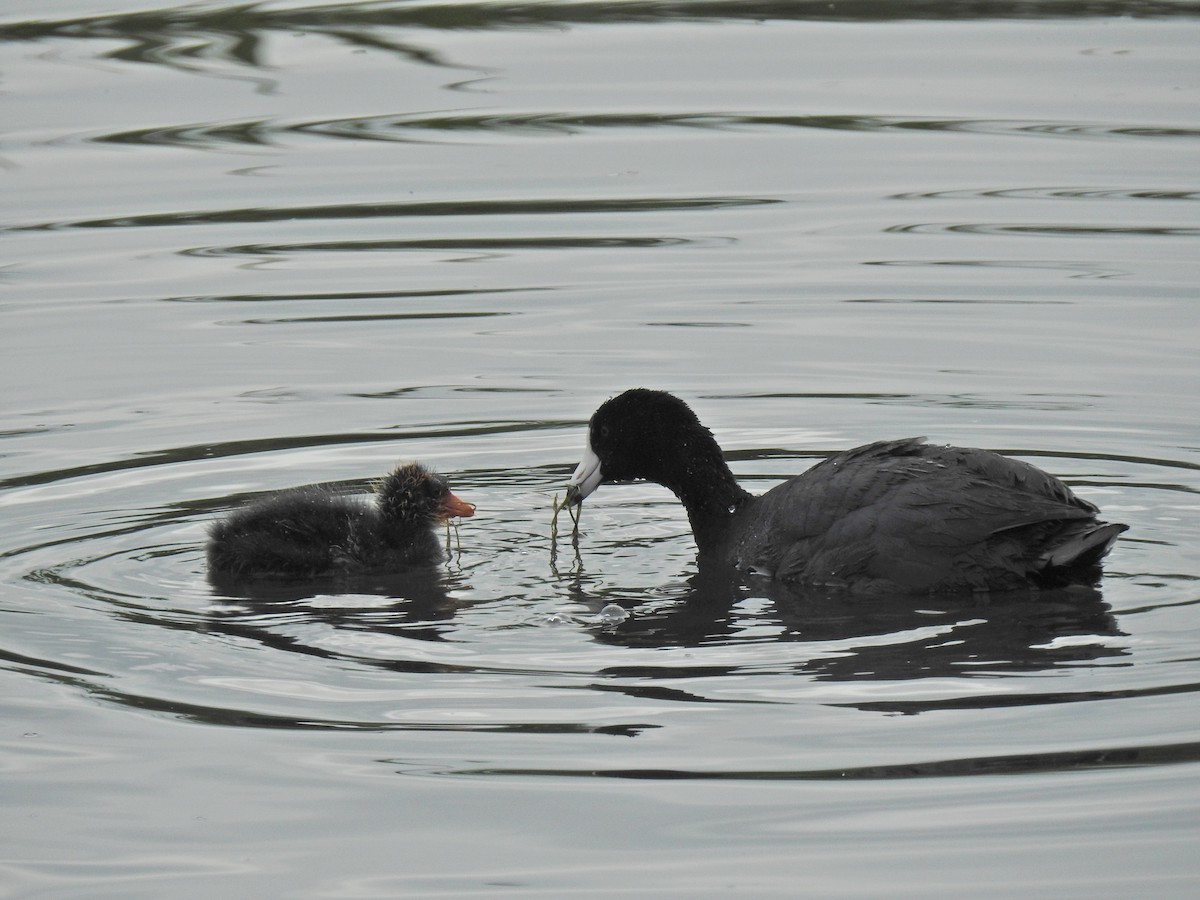 American Coot - ML620218879