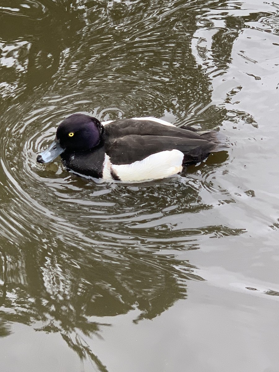 Tufted Duck - ML620218880