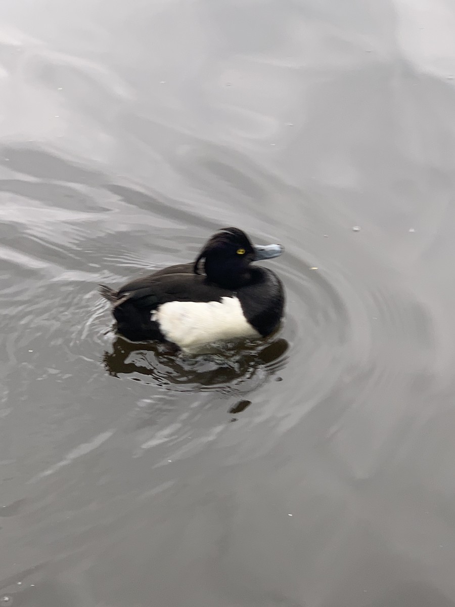 Tufted Duck - ML620218881