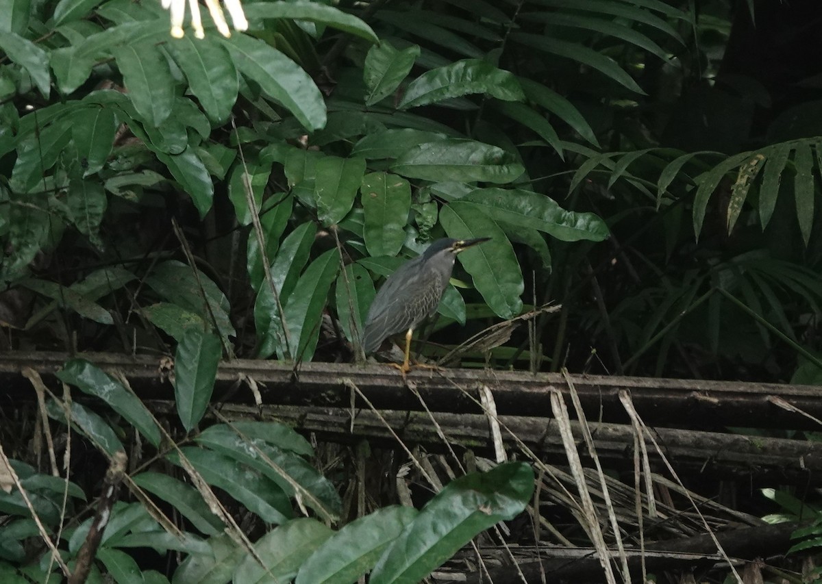 Striated Heron - ML620218885