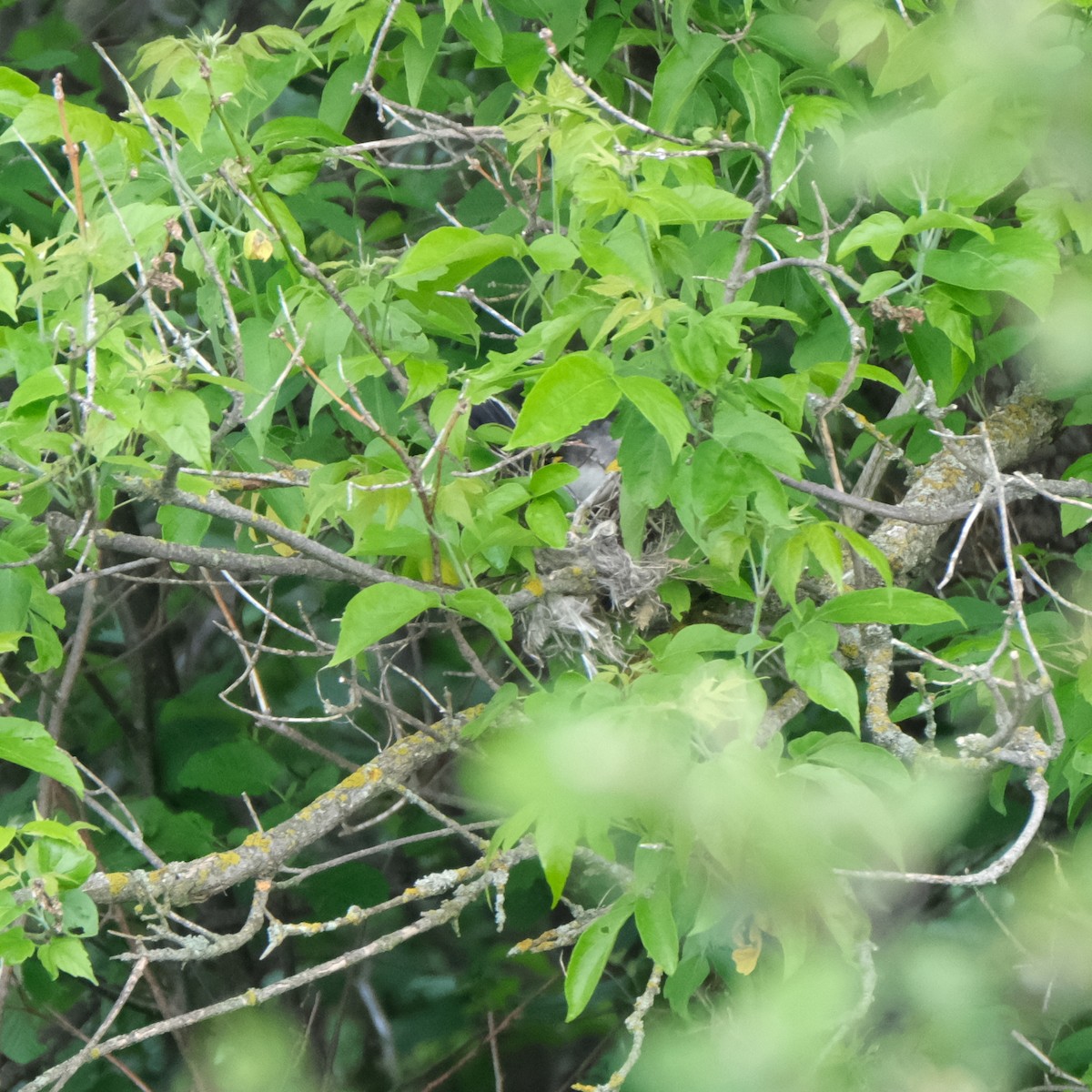 Eastern Kingbird - ML620218896