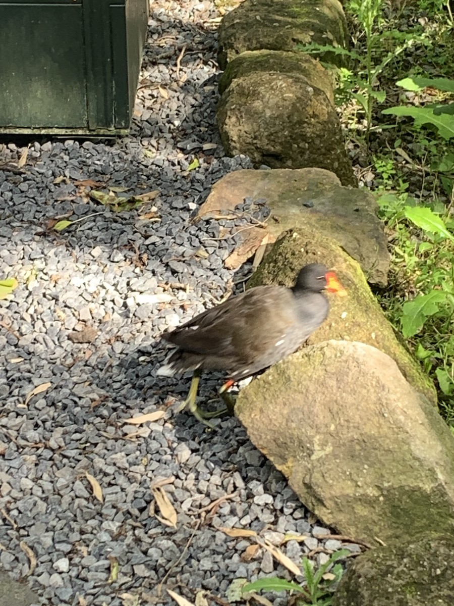 Eurasian Moorhen - ML620218898