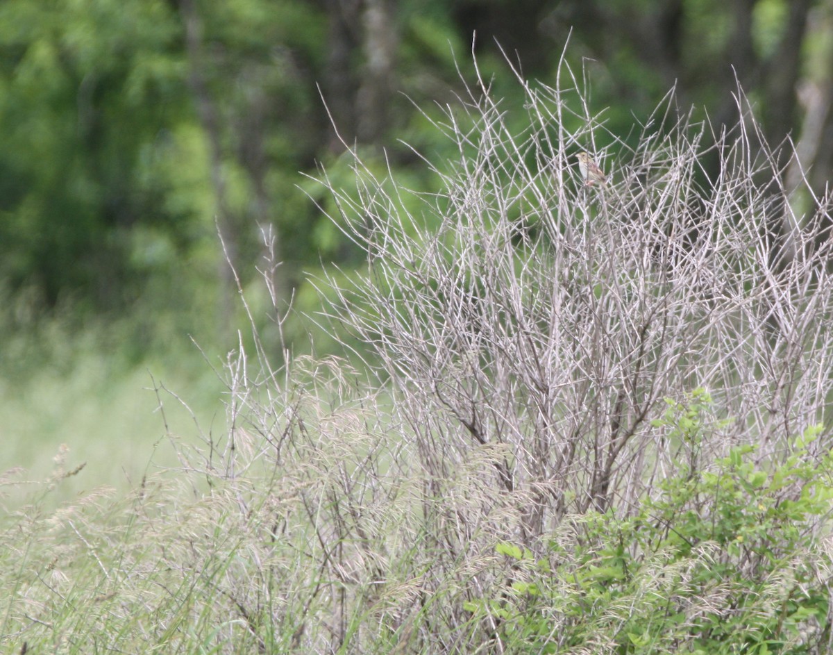 Henslow's Sparrow - ML620218902