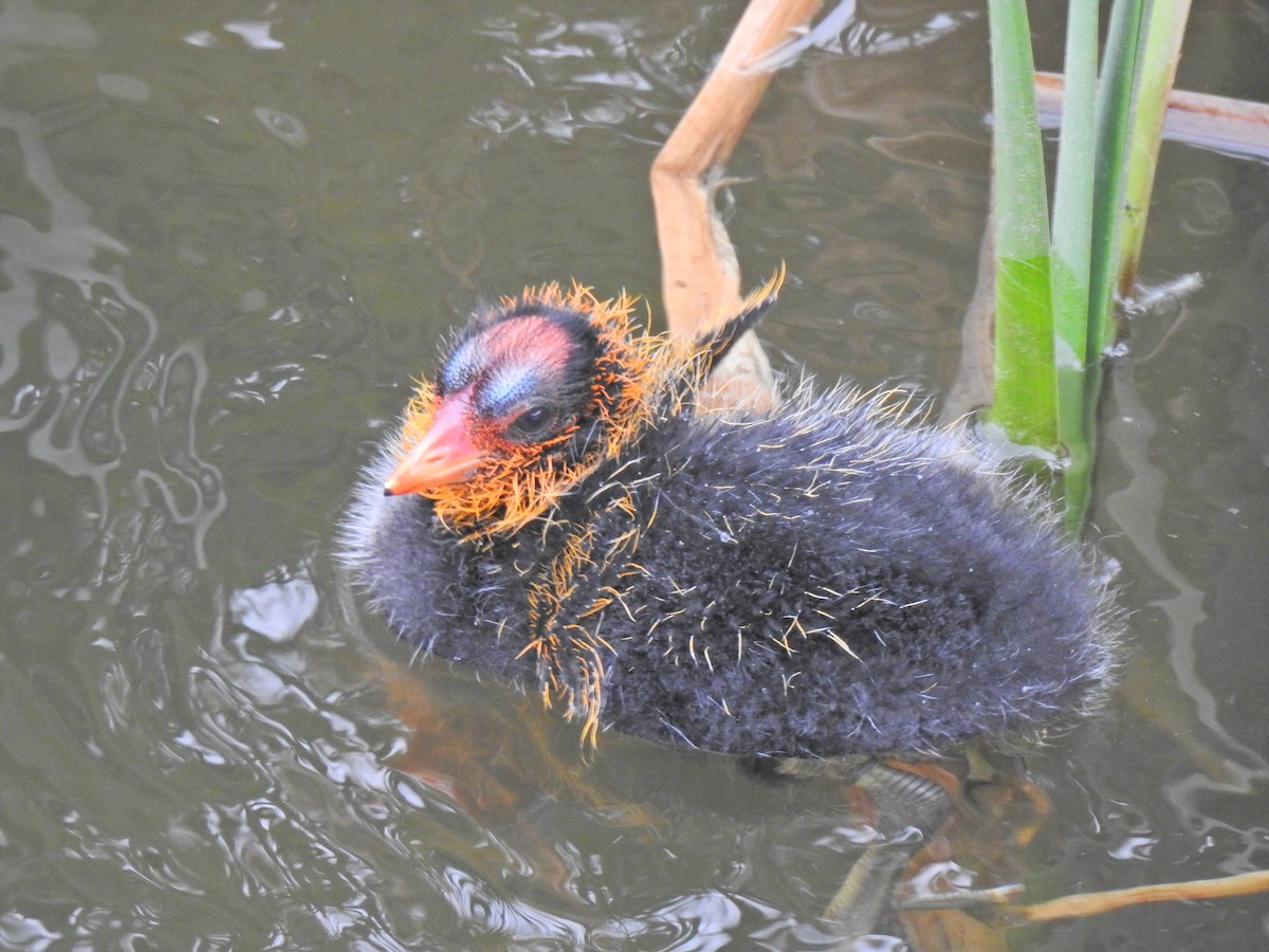 American Coot - ML620218914