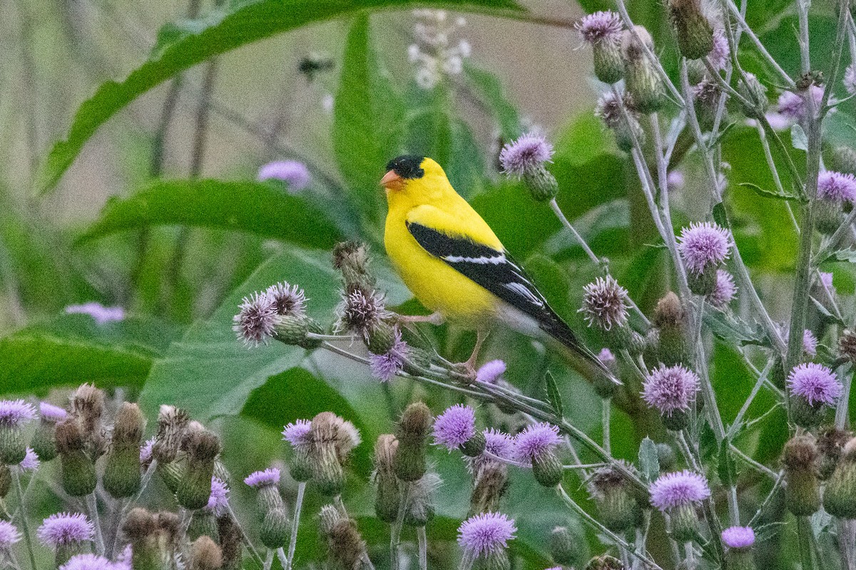 American Goldfinch - ML620218925