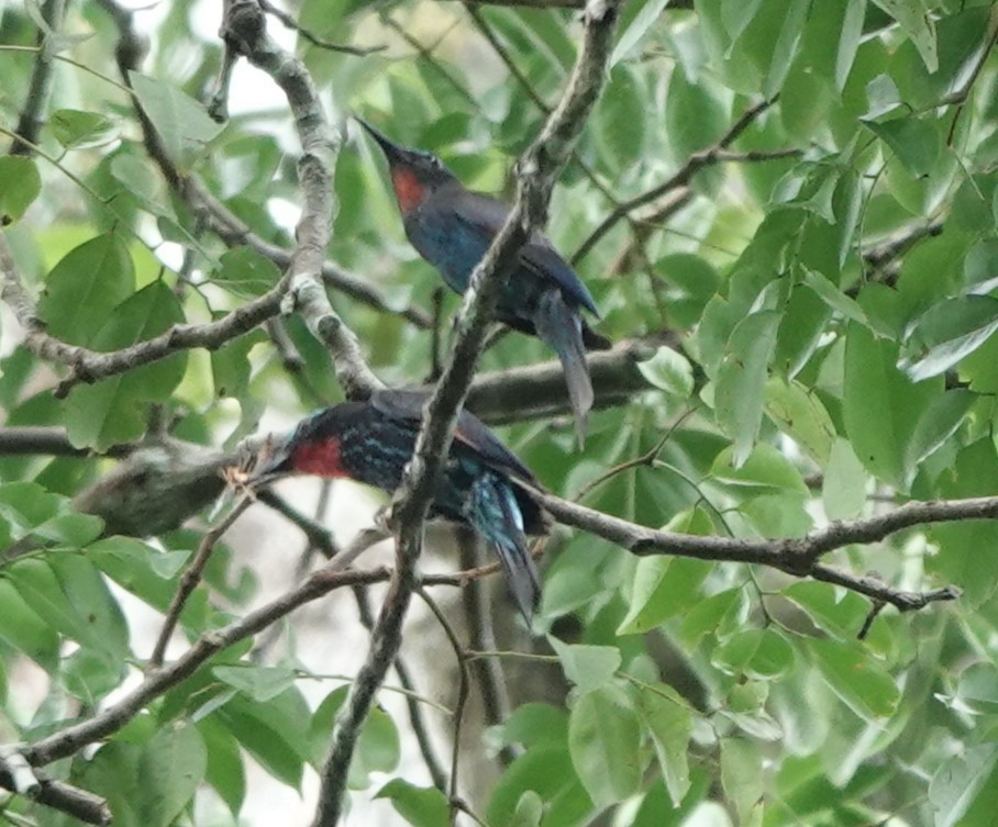 Black Bee-eater - ML620218936