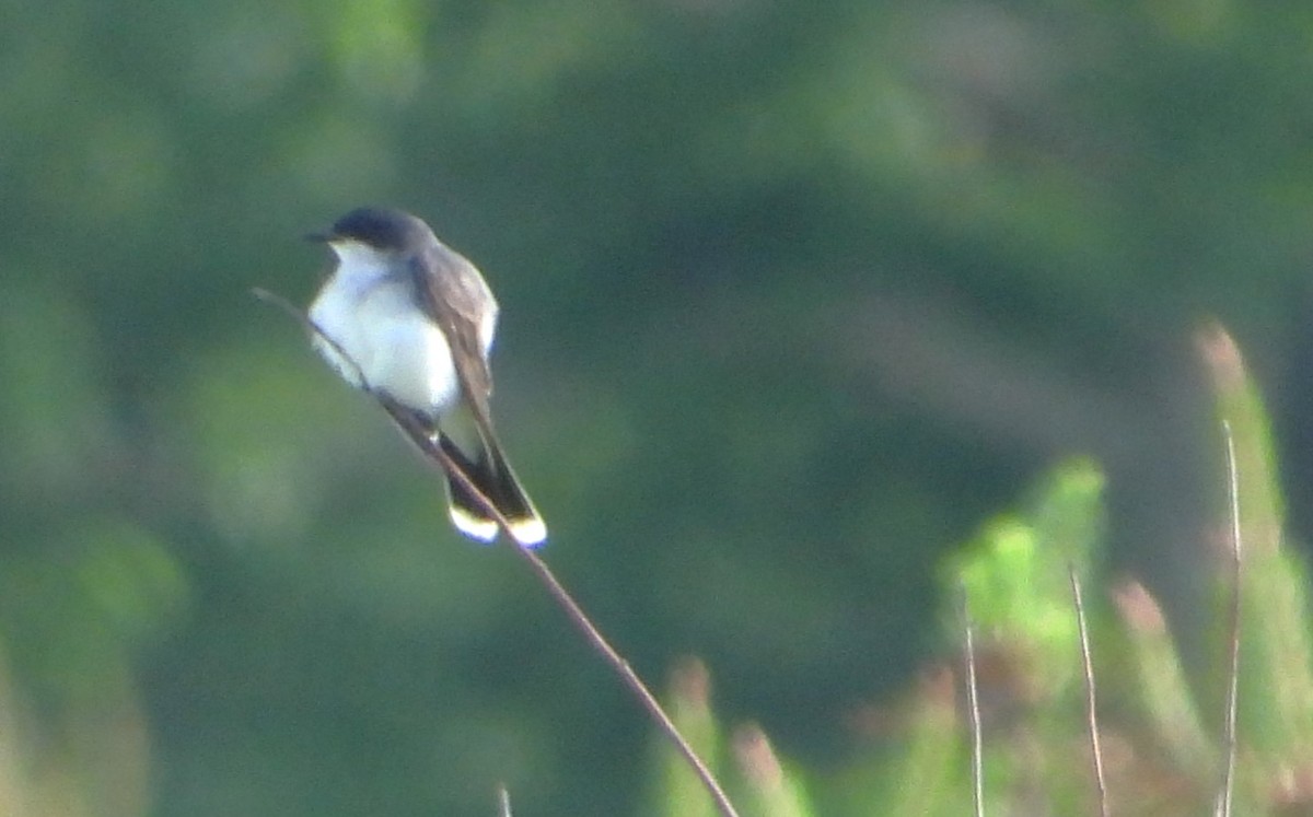 Eastern Kingbird - ML620218938