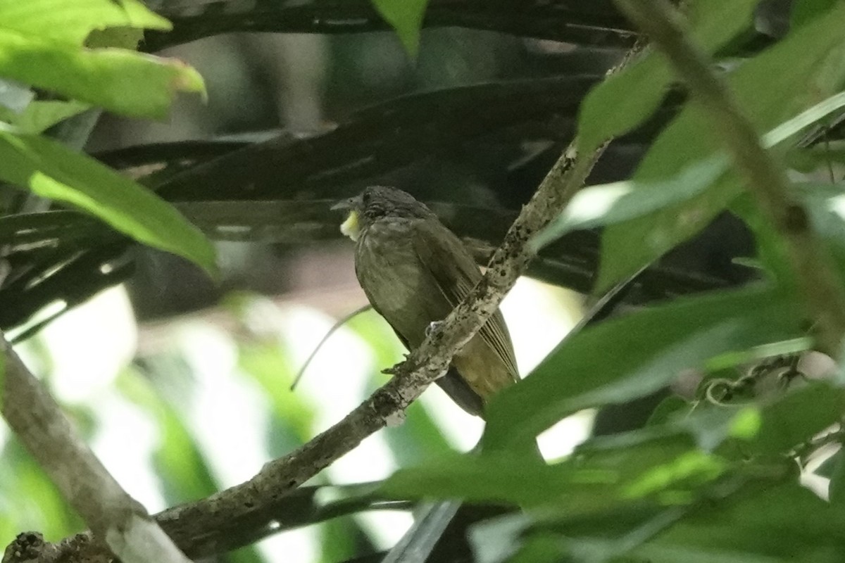 Western Bearded-Greenbul - ML620218945