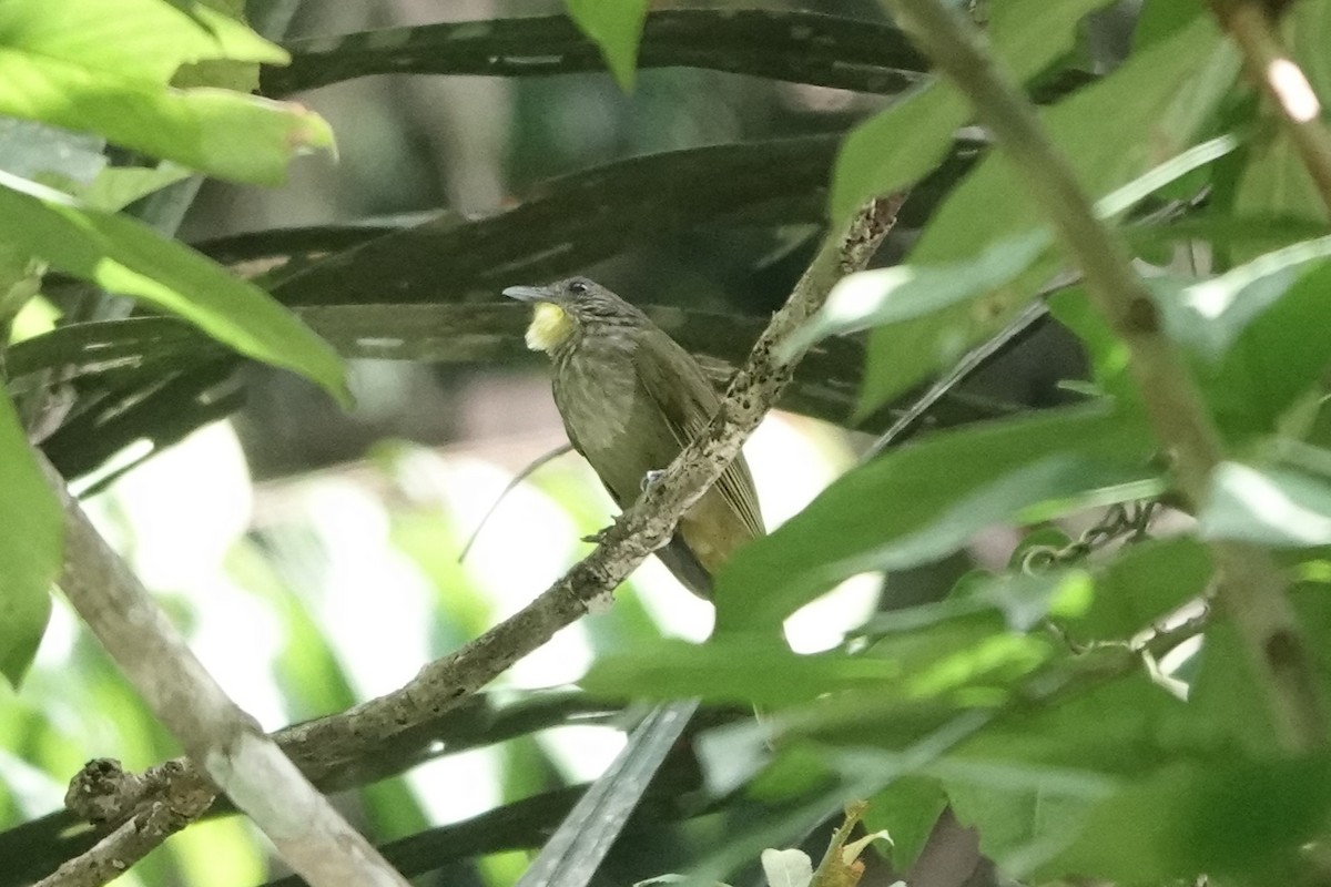 Western Bearded-Greenbul - ML620218946