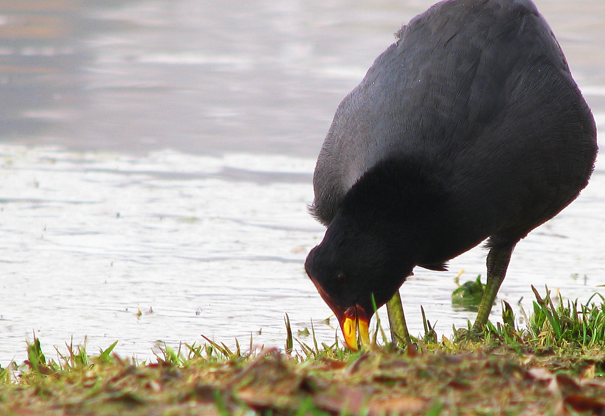 Red-fronted Coot - ML620218954