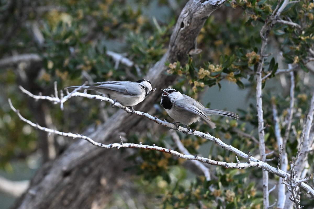 Mountain Chickadee - ML620218958