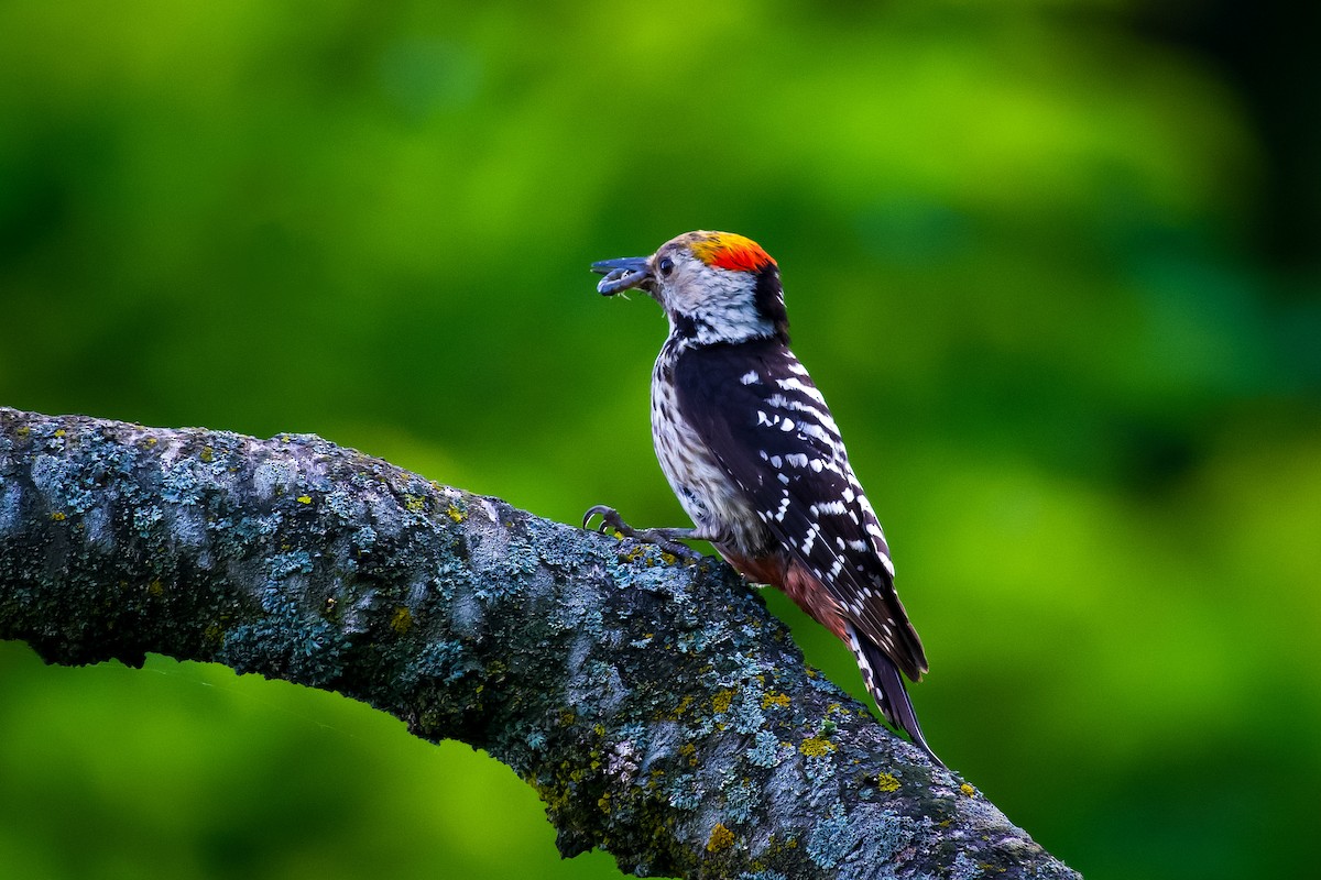 Brown-fronted Woodpecker - ML620218959
