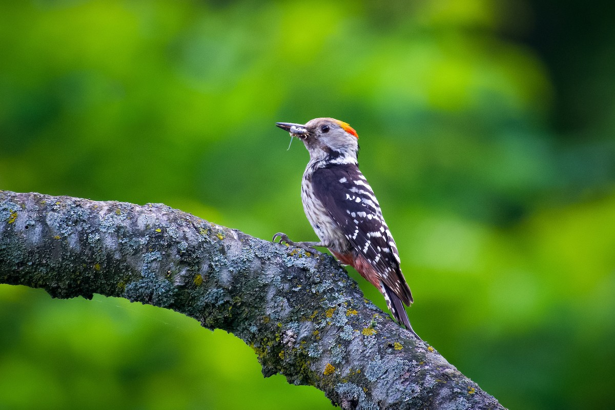Brown-fronted Woodpecker - ML620218960