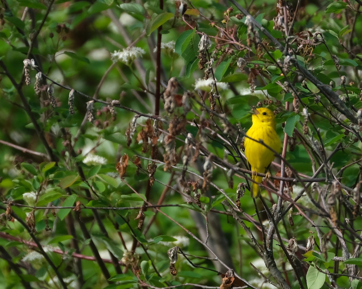 Yellow Warbler - ML620218962