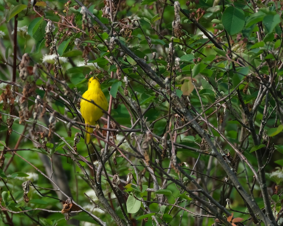 Yellow Warbler - ML620218964