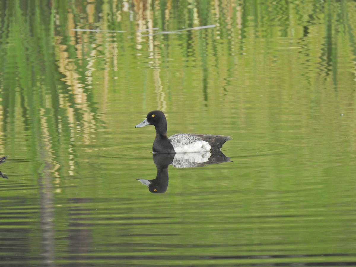 Lesser Scaup - ML620218970