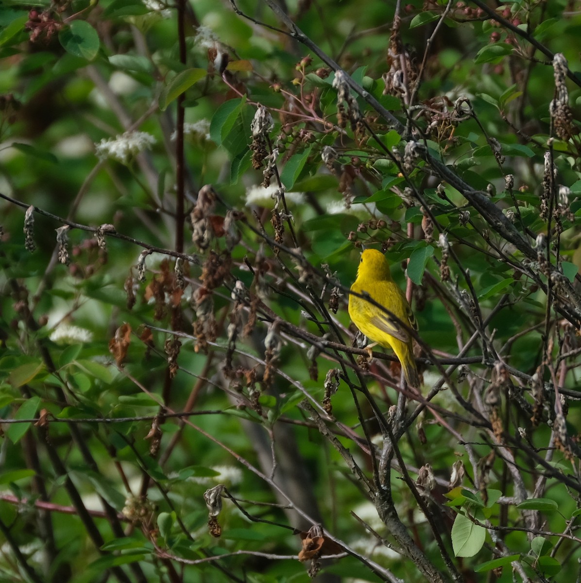 Yellow Warbler - Jean-Marc Emery