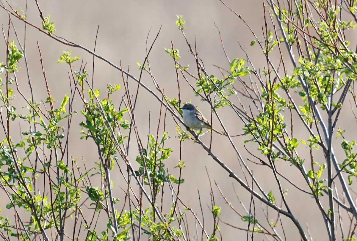 Lesser Whitethroat - ML620218981