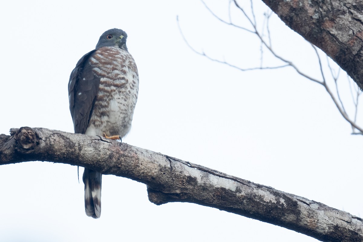 Double-toothed Kite - ML620218982