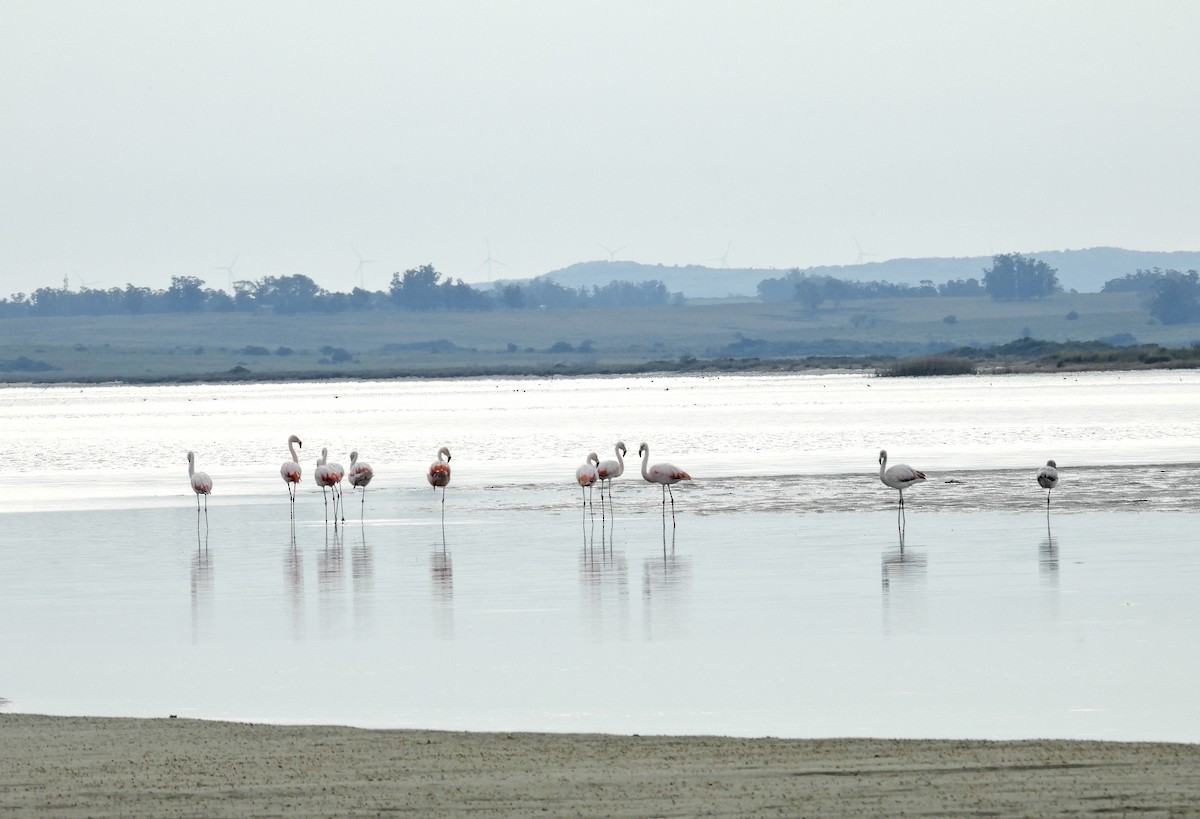 Chilean Flamingo - ML620218992