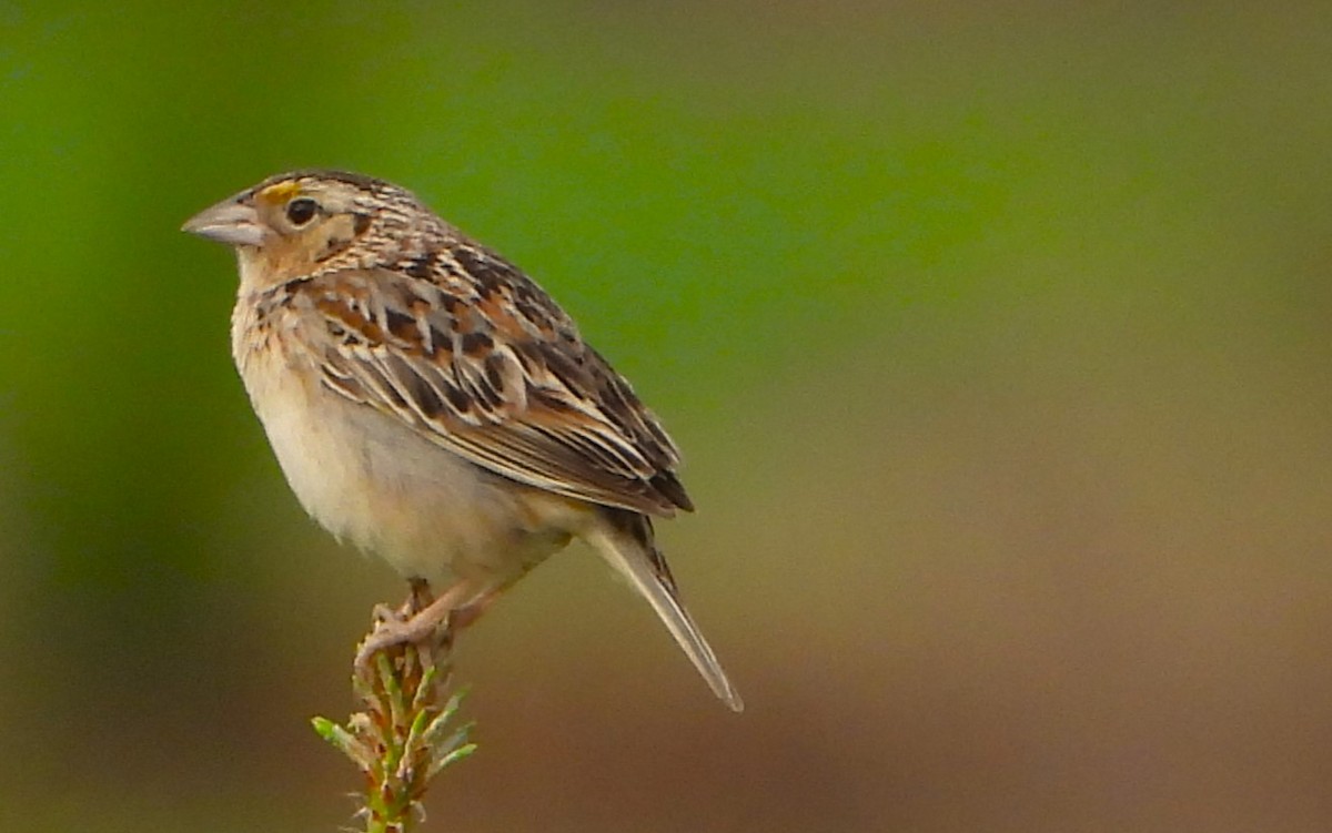 Grasshopper Sparrow - ML620218994