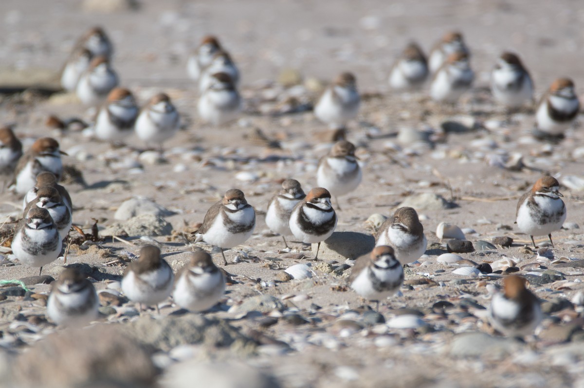 Two-banded Plover - ML620218995