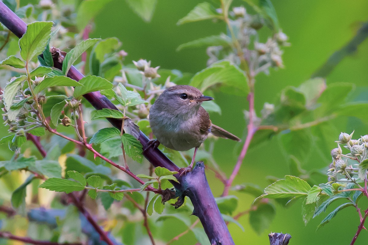 Brownish-flanked Bush Warbler - ML620218997