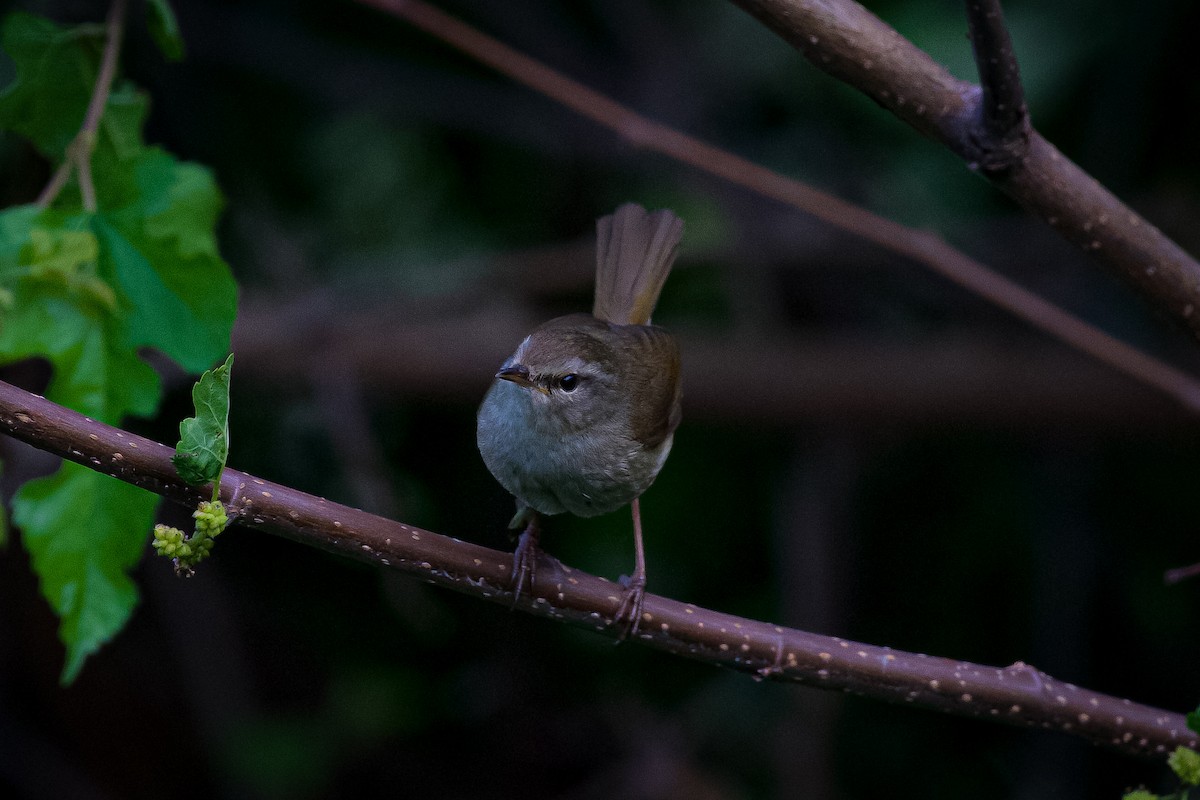 Brownish-flanked Bush Warbler - ML620218998