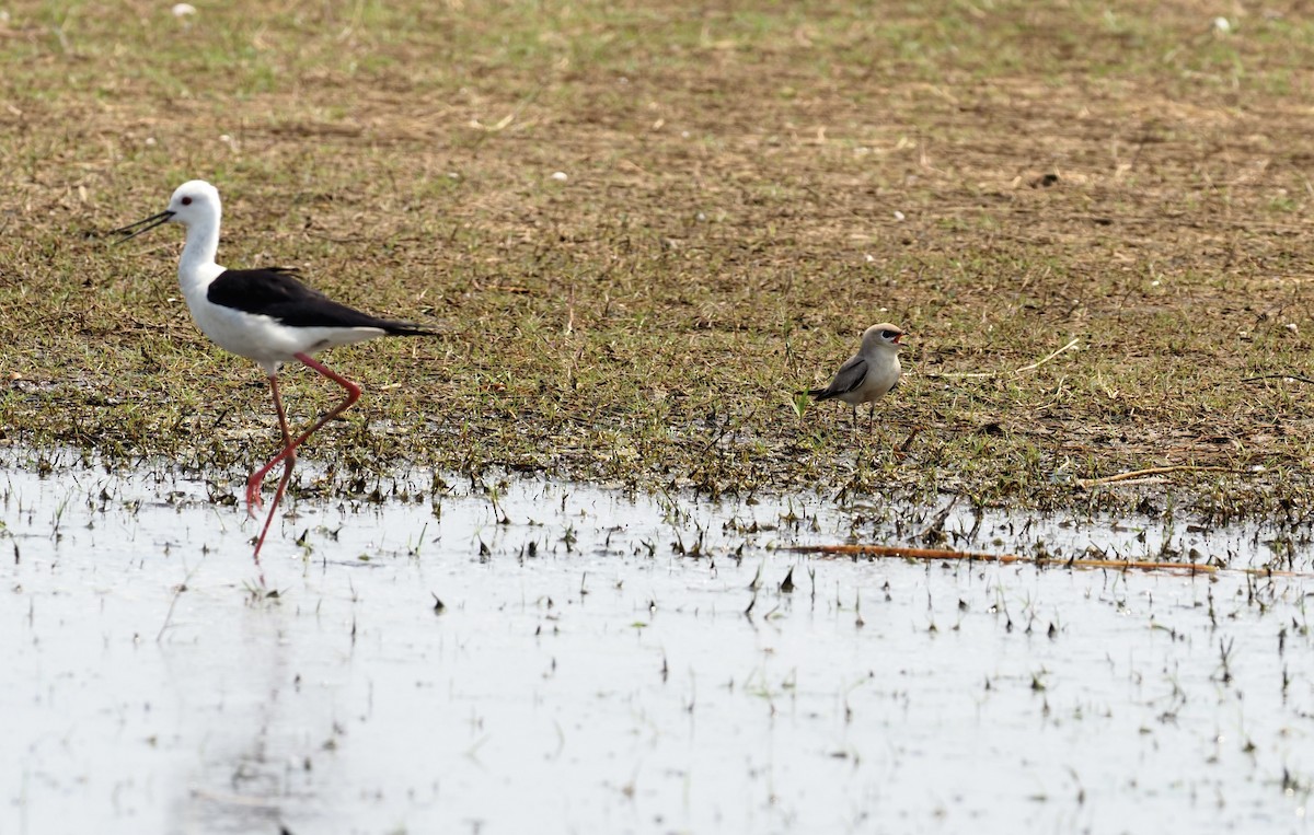 Black-winged Stilt - ML620219006