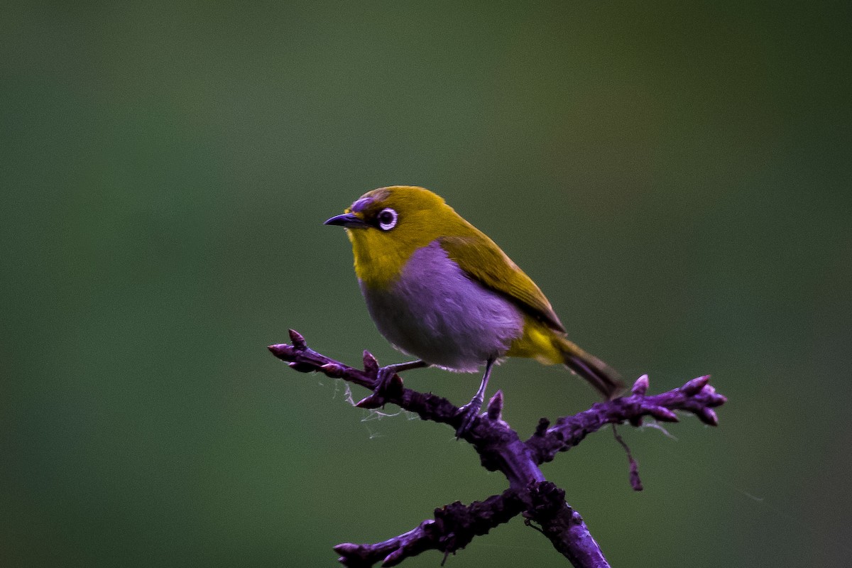 Indian White-eye - ML620219016