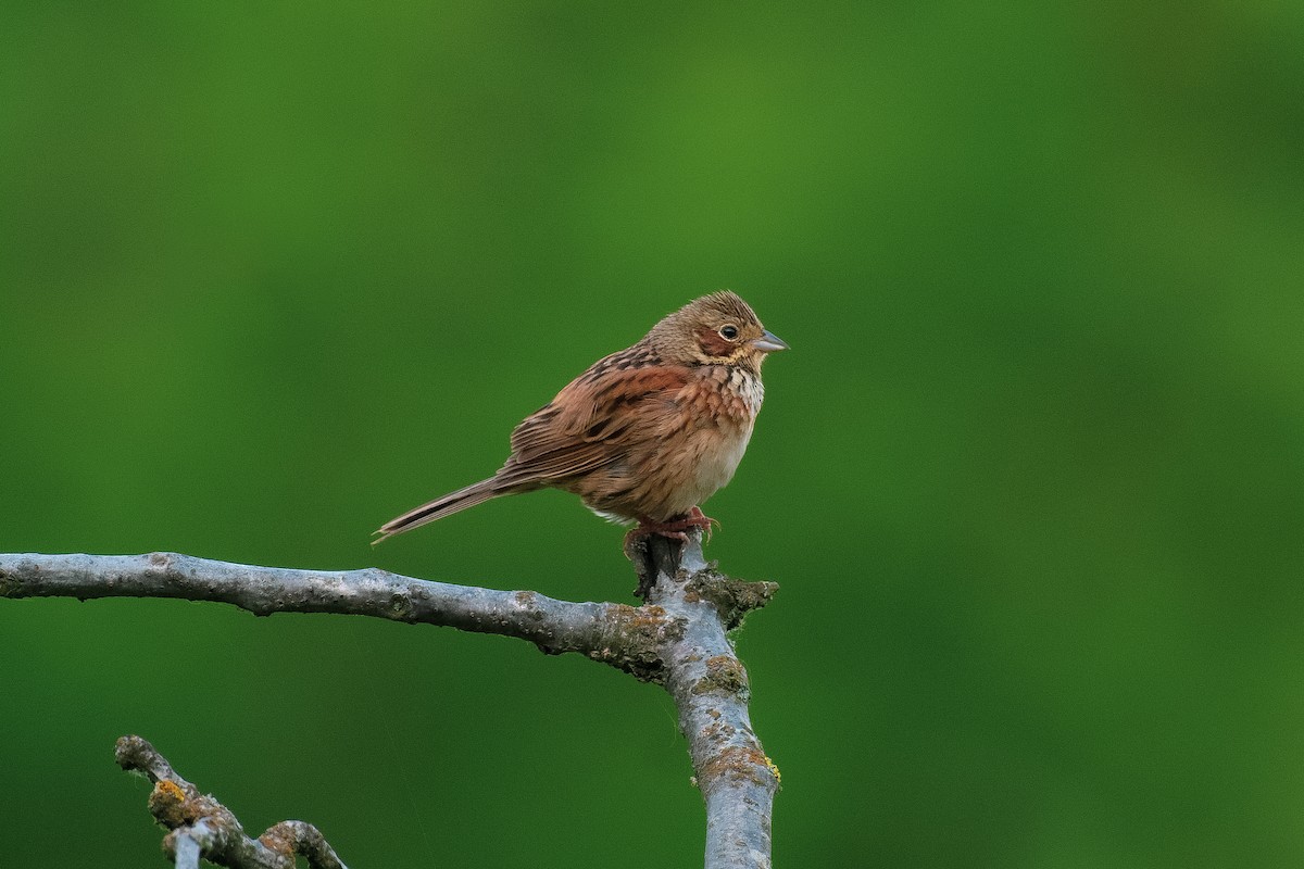 Chestnut-eared Bunting - ML620219039