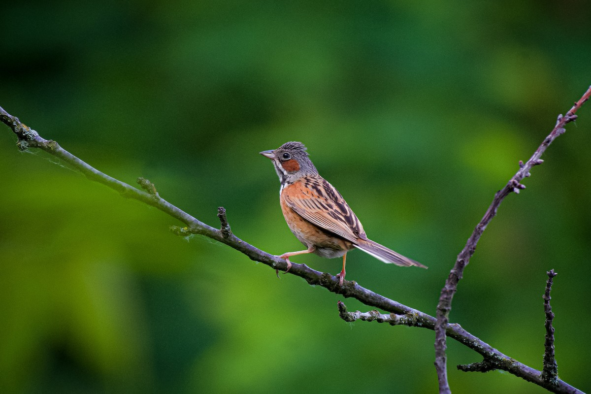 Chestnut-eared Bunting - ML620219041