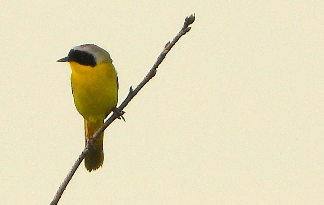 Common Yellowthroat - ML620219043