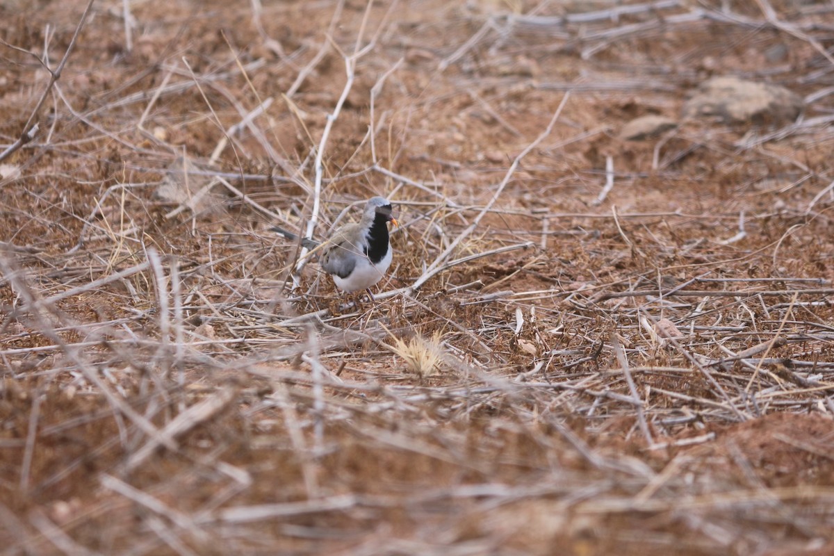 Namaqua Dove - ML620219045