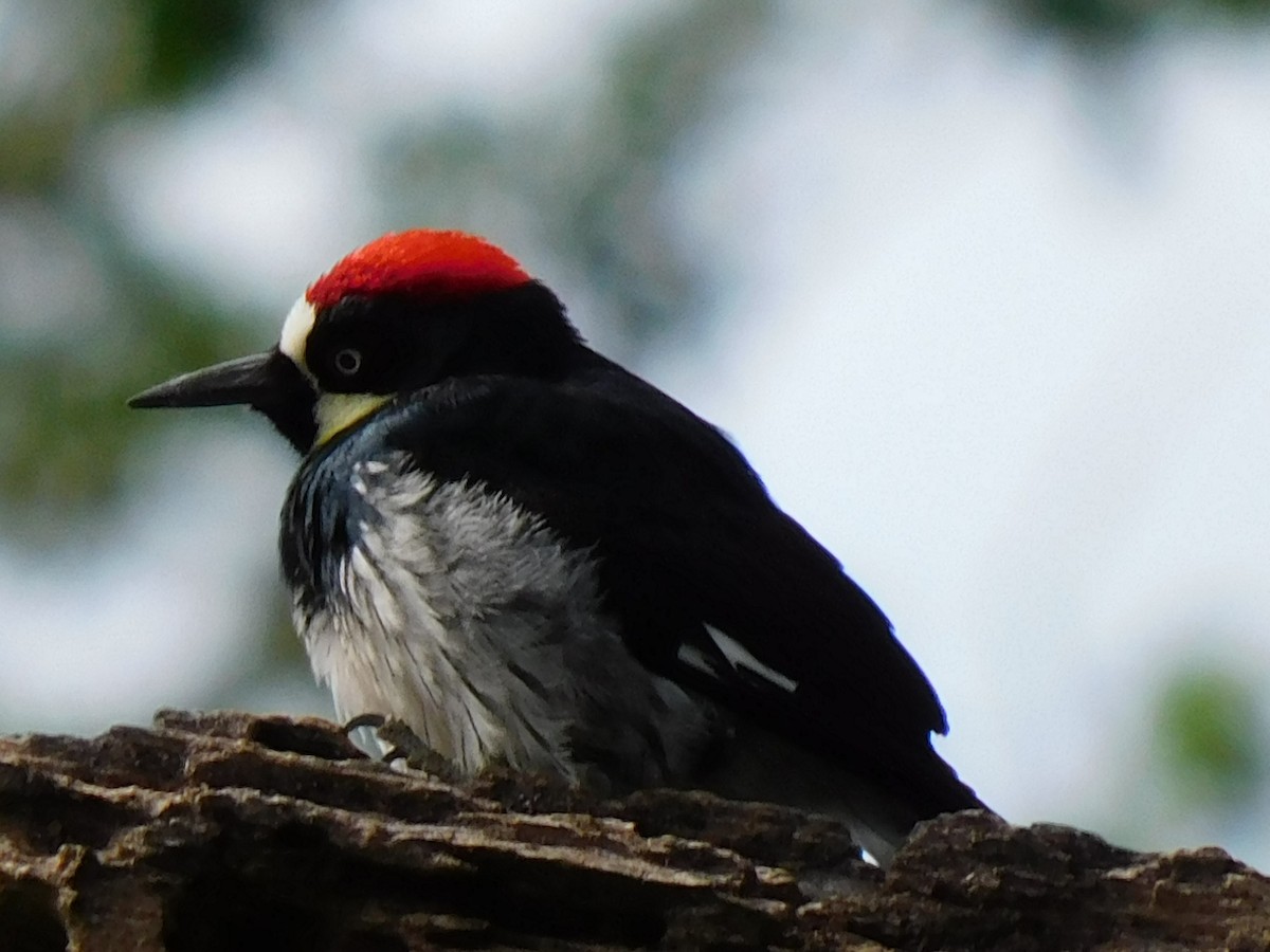 Acorn Woodpecker - ML620219049