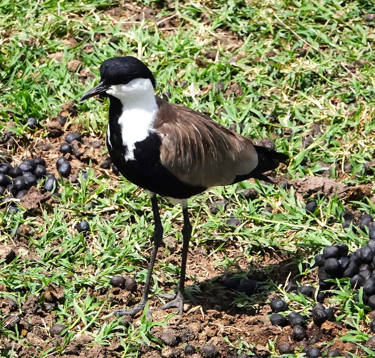 Spur-winged Lapwing - ML620219055