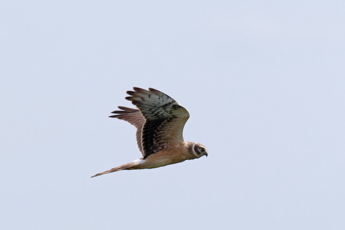 Pallid Harrier - ML620219063