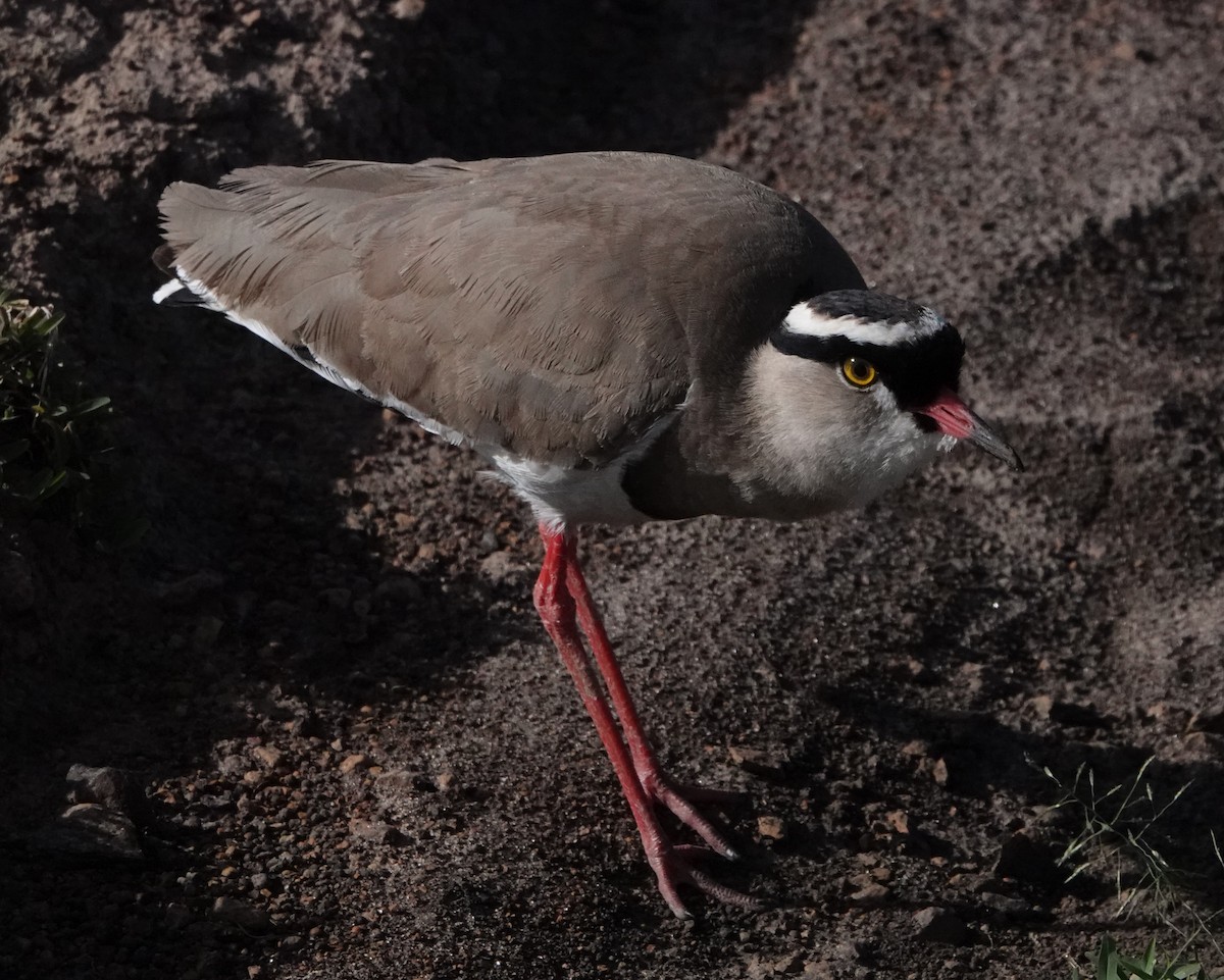 Crowned Lapwing - ML620219065