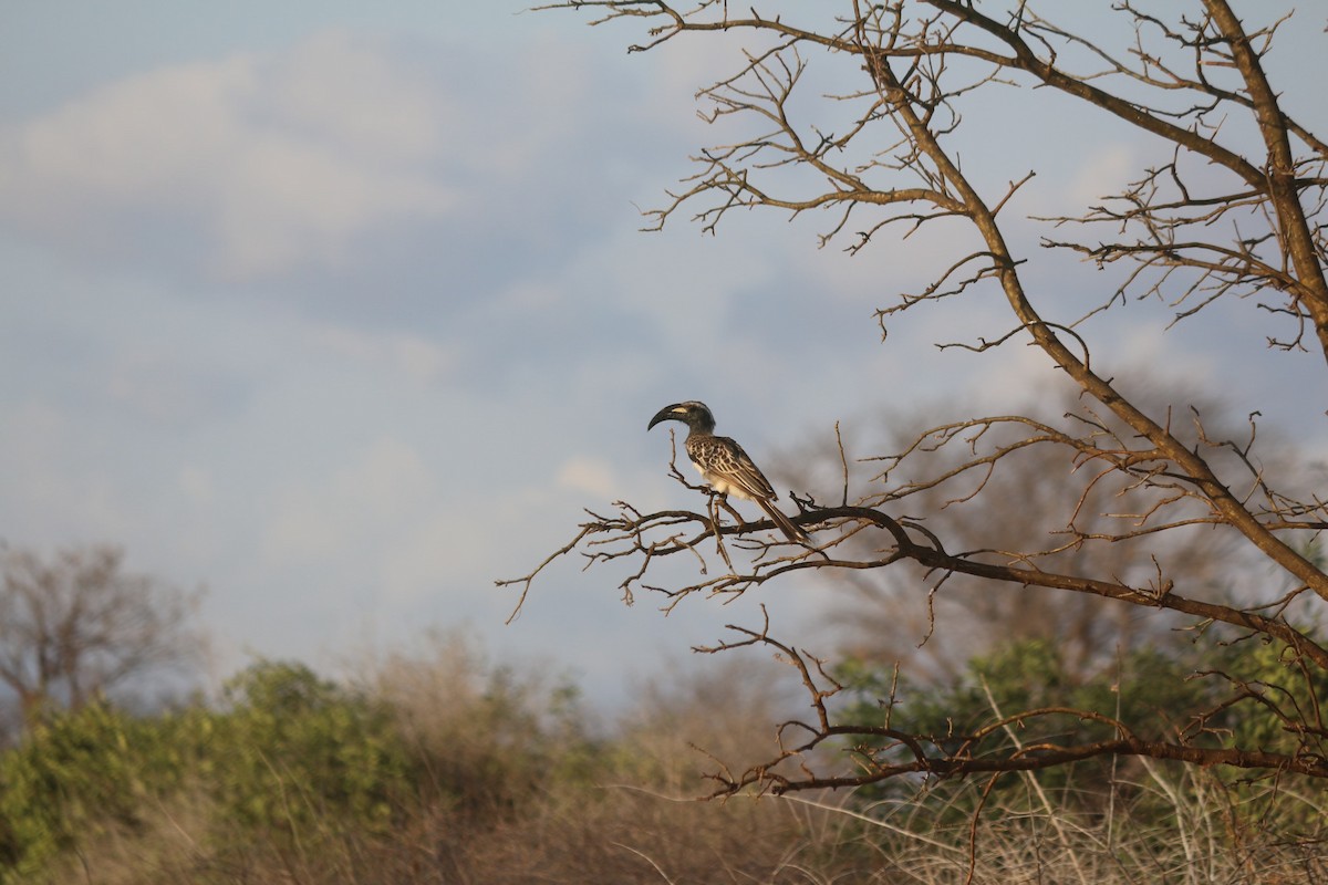 African Gray Hornbill - ML620219070