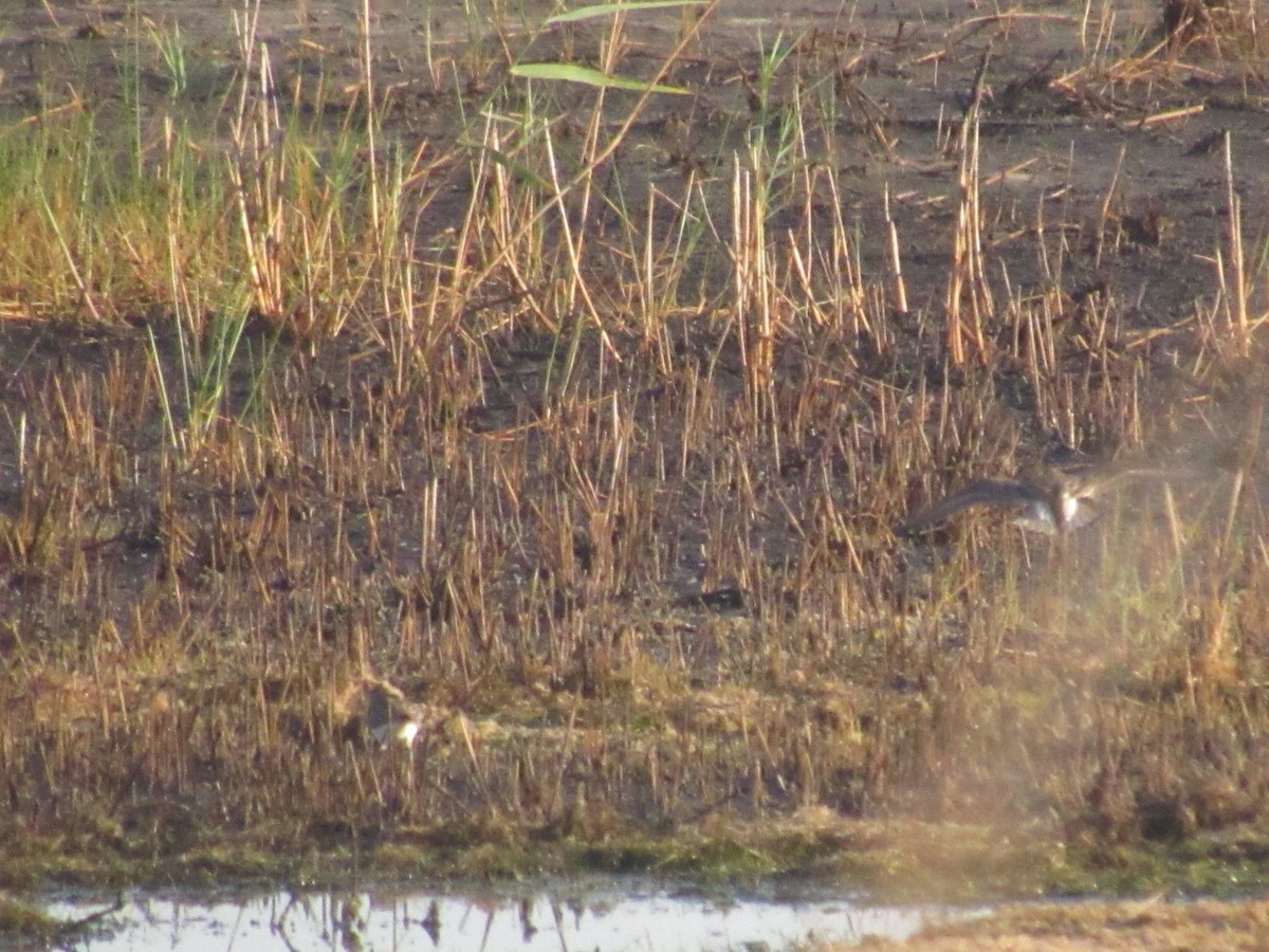 Calidris sp. (petit bécasseau sp.) - ML620219076