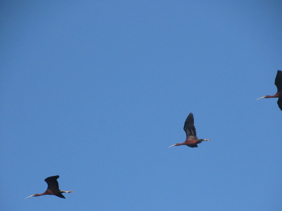 Glossy Ibis - ML620219086