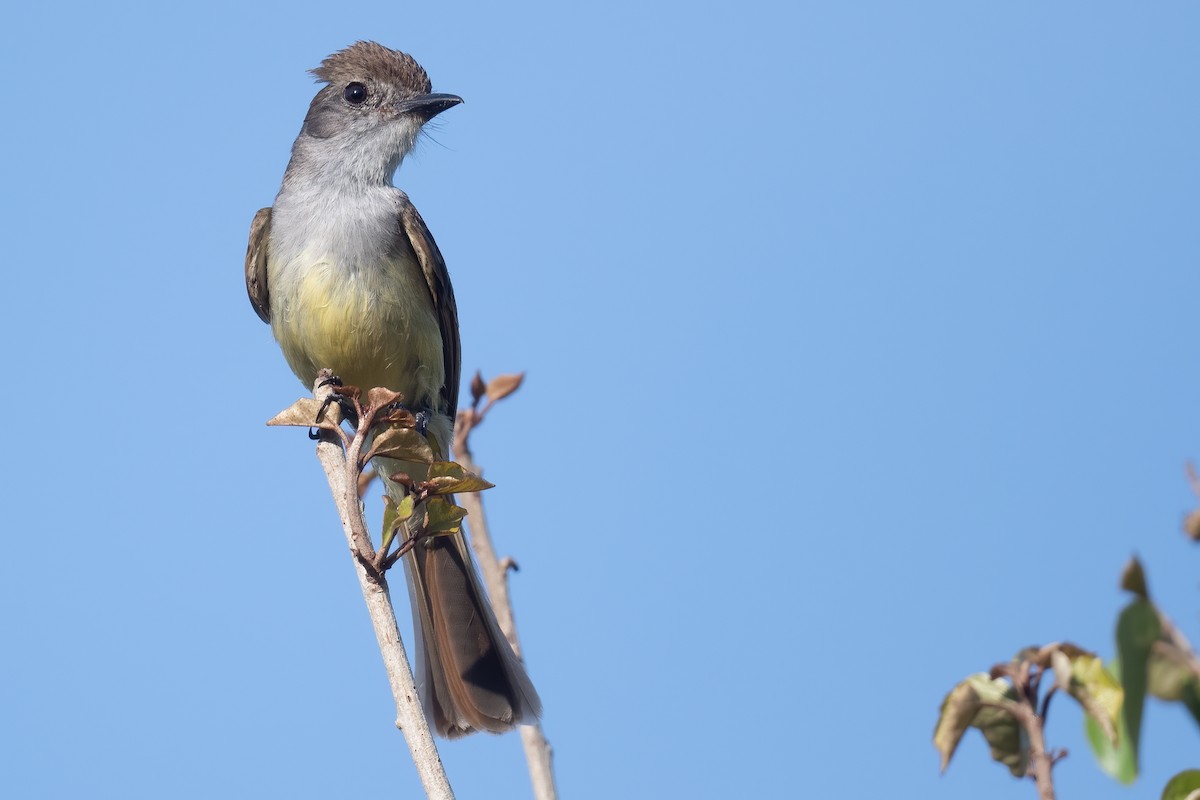 Yucatan Flycatcher - ML620219091