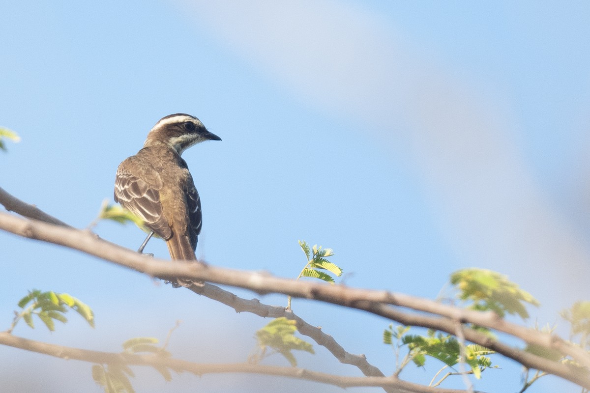 Piratic Flycatcher - ML620219104