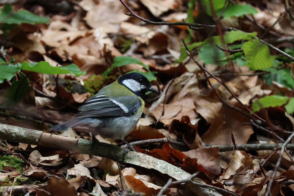 Mésange charbonnière - ML620219108