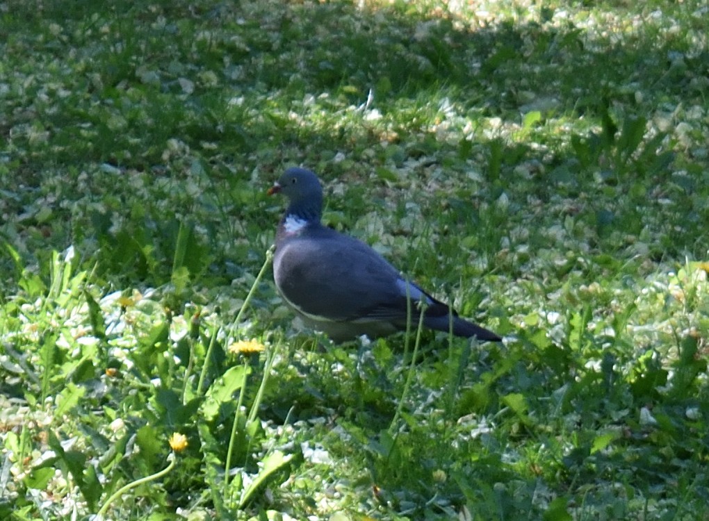 Pigeon ramier (groupe palumbus) - ML620219117