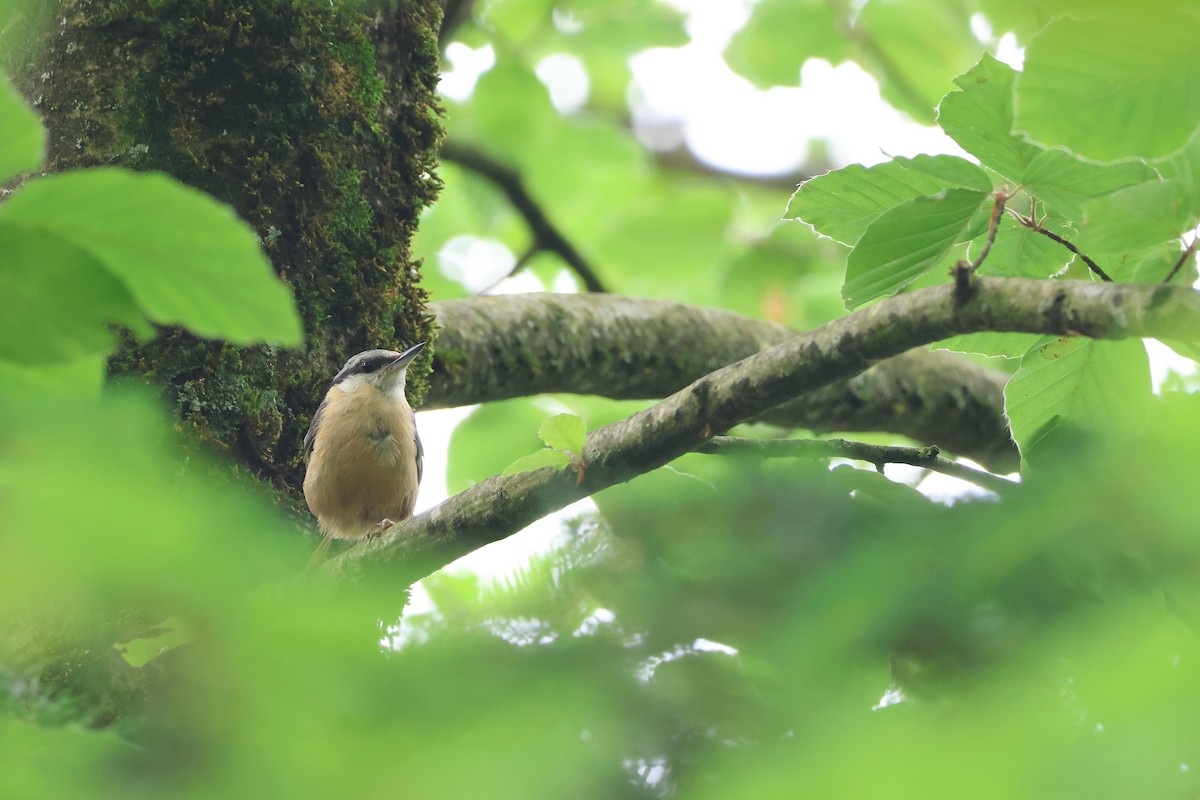 茶腹鳾 - ML620219118