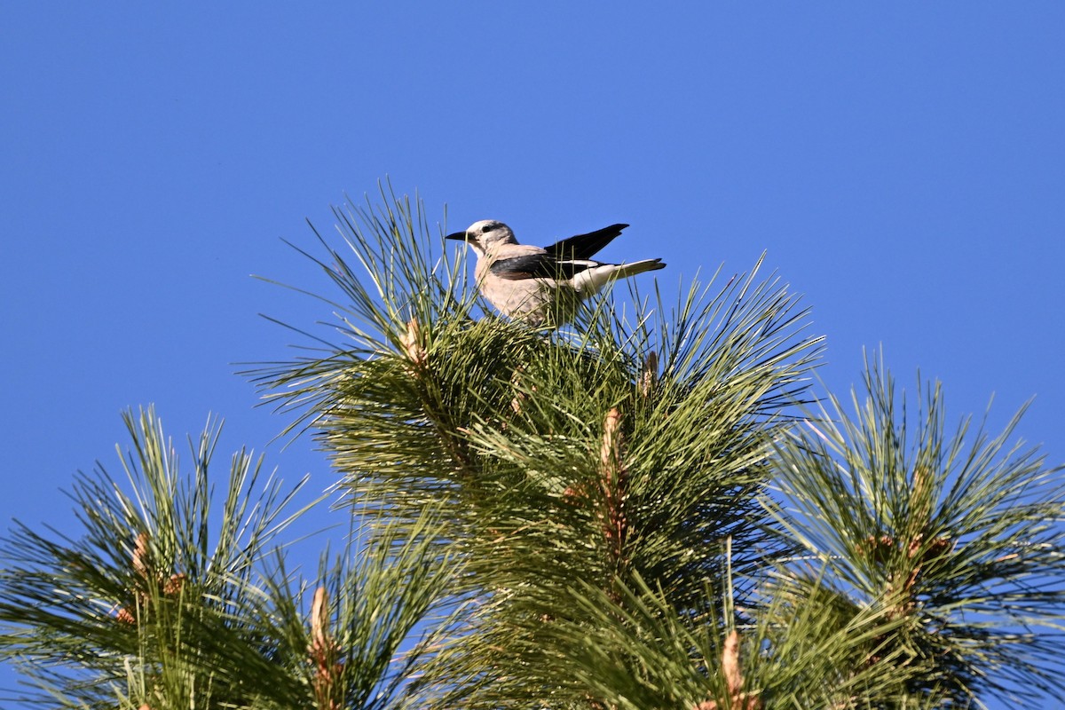 Clark's Nutcracker - ML620219119